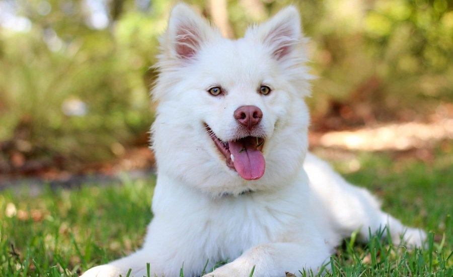 cruelty free ‘clean meat’ will soon be available in pet food
