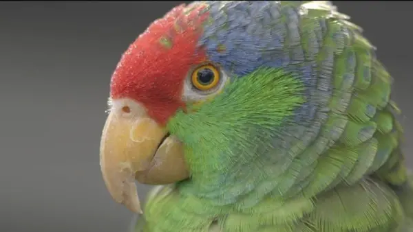parrots of pasadena