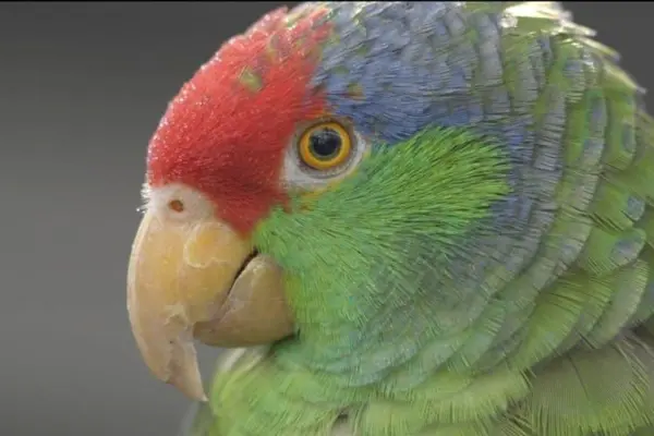 parrots of pasadena