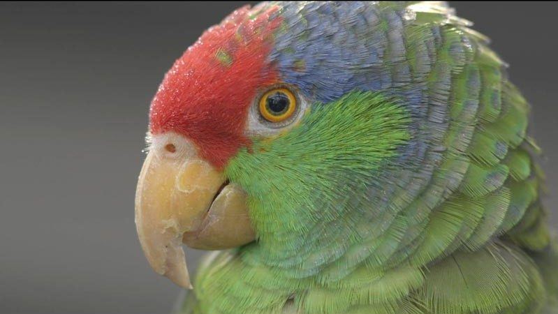 parrots of pasadena