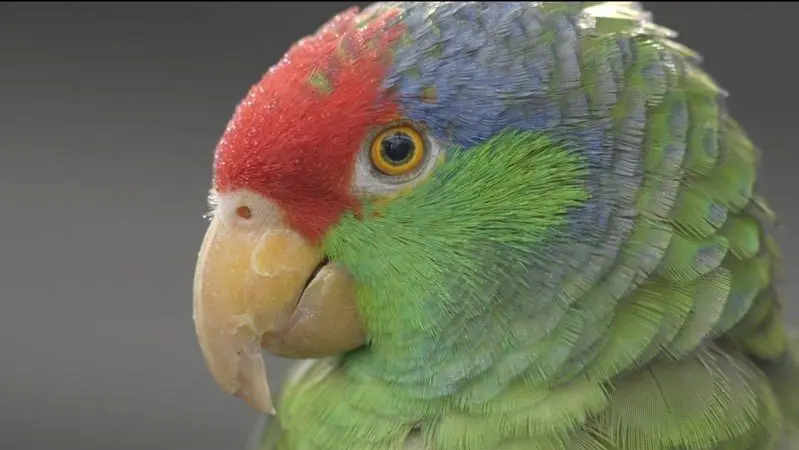 parrots of pasadena