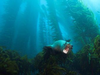 fighting ocean acidification with underwater forests