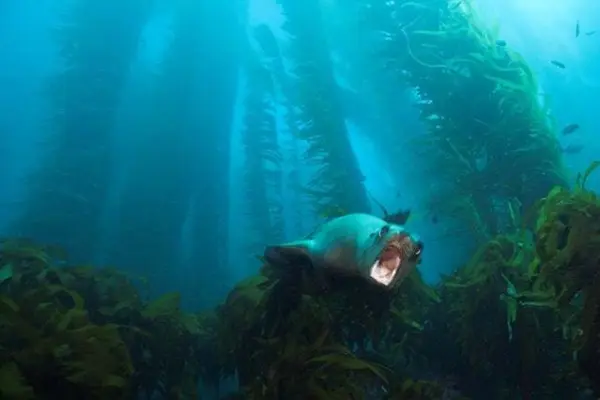 fighting ocean acidification with underwater forests