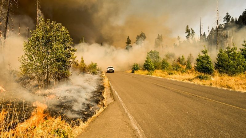 how wildfire will shape our future