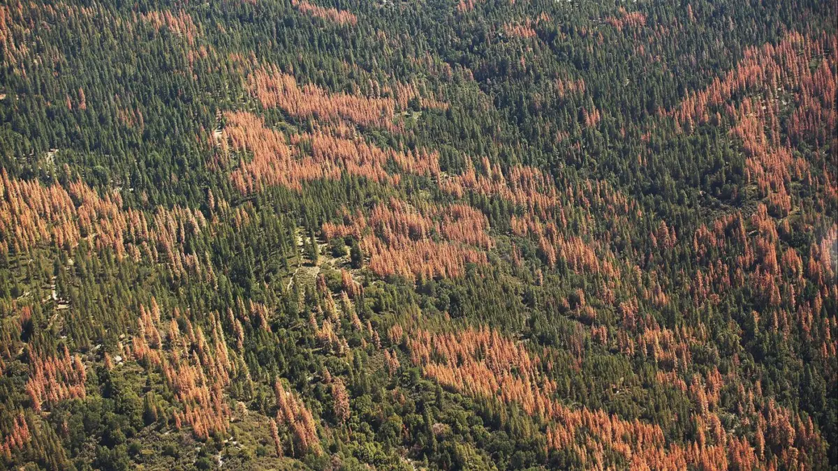the sierra nevada snowpack will be 64% smaller by the end of this century. we need to prepare now