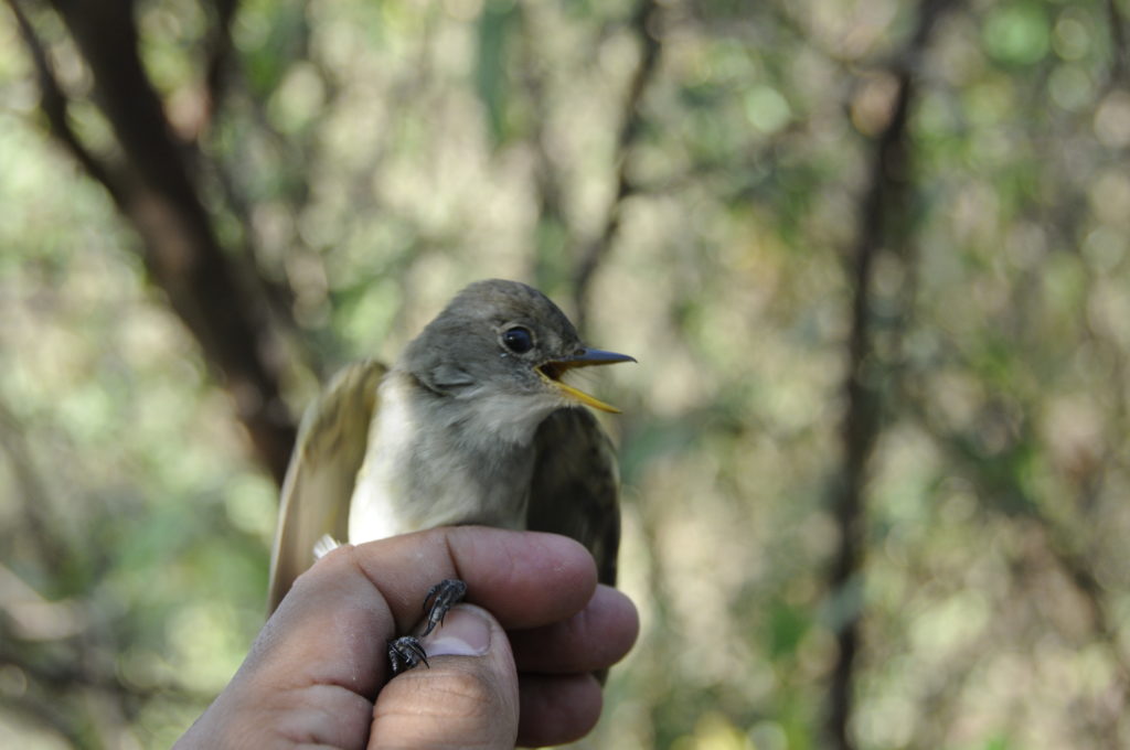 willow flycatchers, already an endangered species, also imperiled by climate change