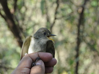 willow flycatchers, already an endangered species, also imperiled by climate change