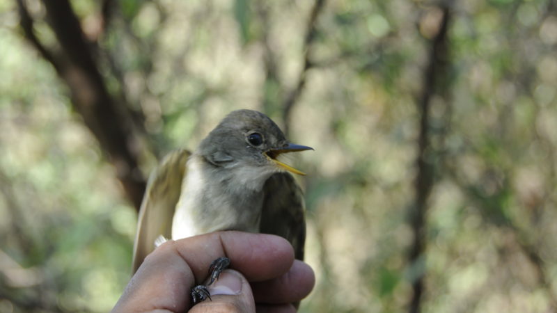 willow flycatchers, already an endangered species, also imperiled by climate change