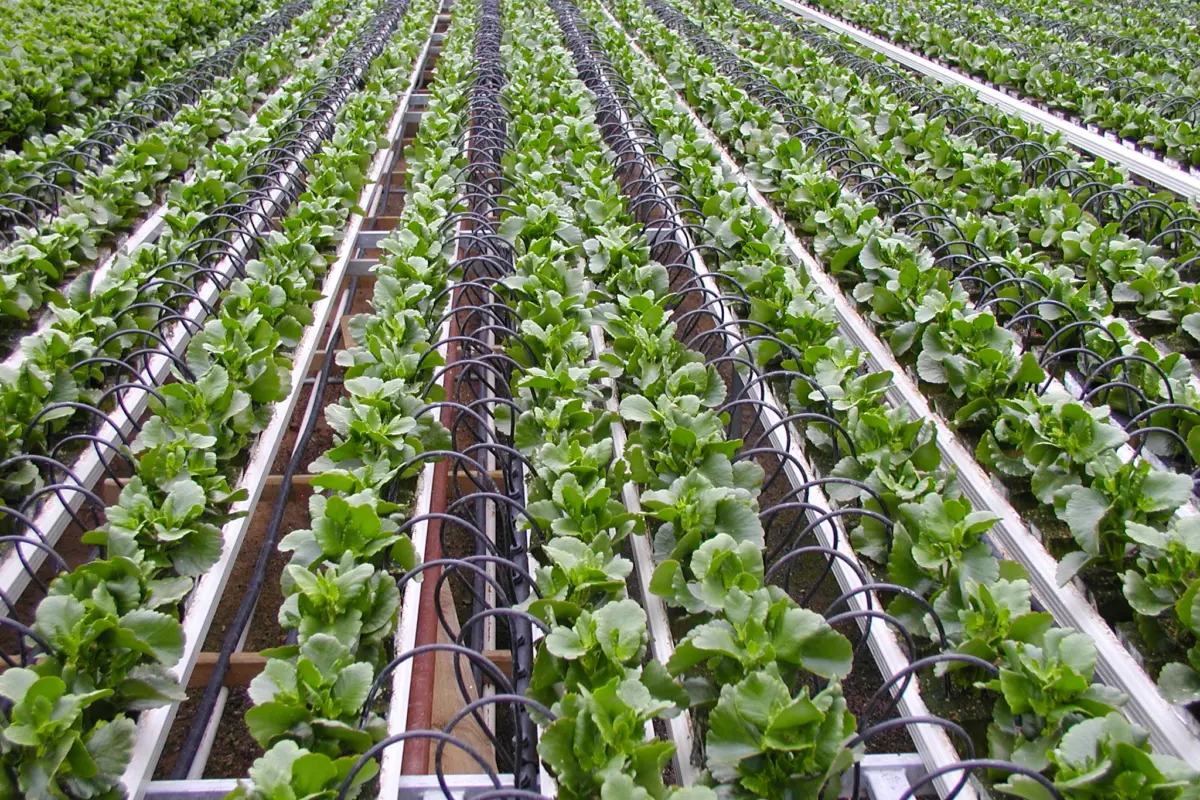 ucla students and nrdc delve into agricultural water conservation