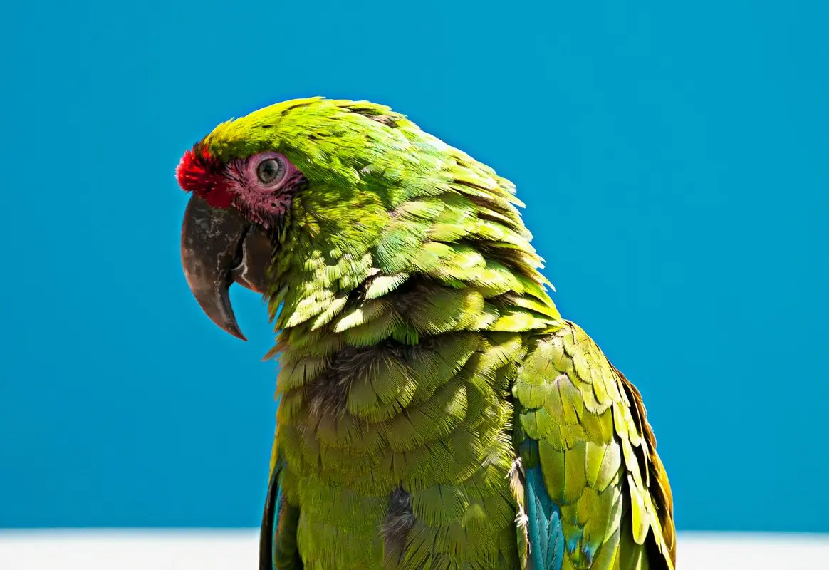 endangered species and the case for ‘sanctuary cities’