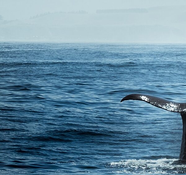 Photo of whale in ocean