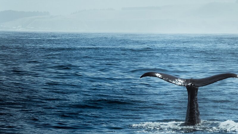 Photo of whale in ocean