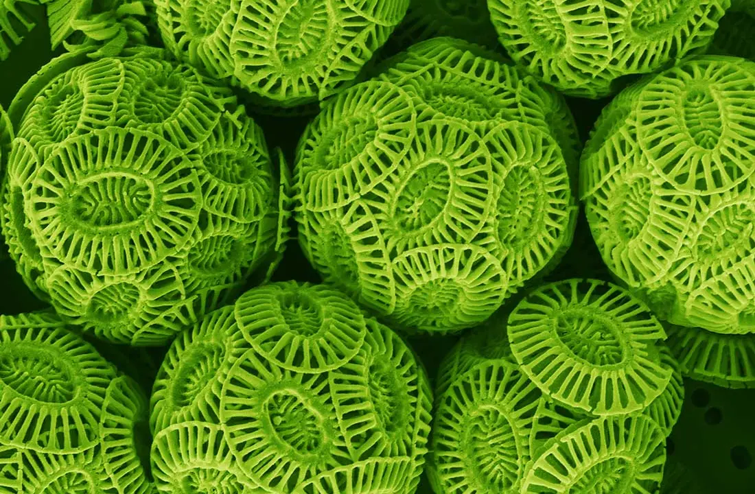 ucla research shows how carbon-filled oceans affect a tiny but important organism