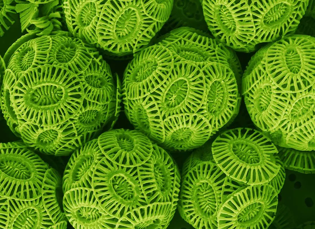 ucla research shows how carbon-filled oceans affect a tiny but important organism