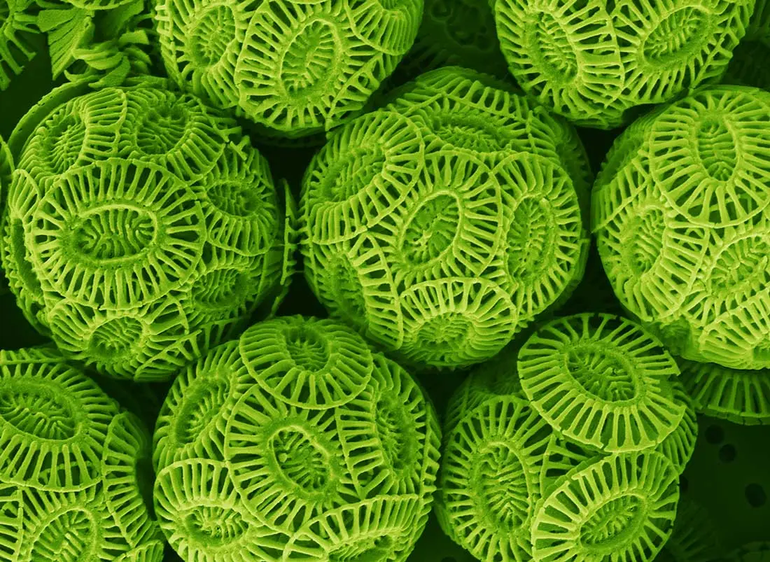 ucla research shows how carbon-filled oceans affect a tiny but important organism