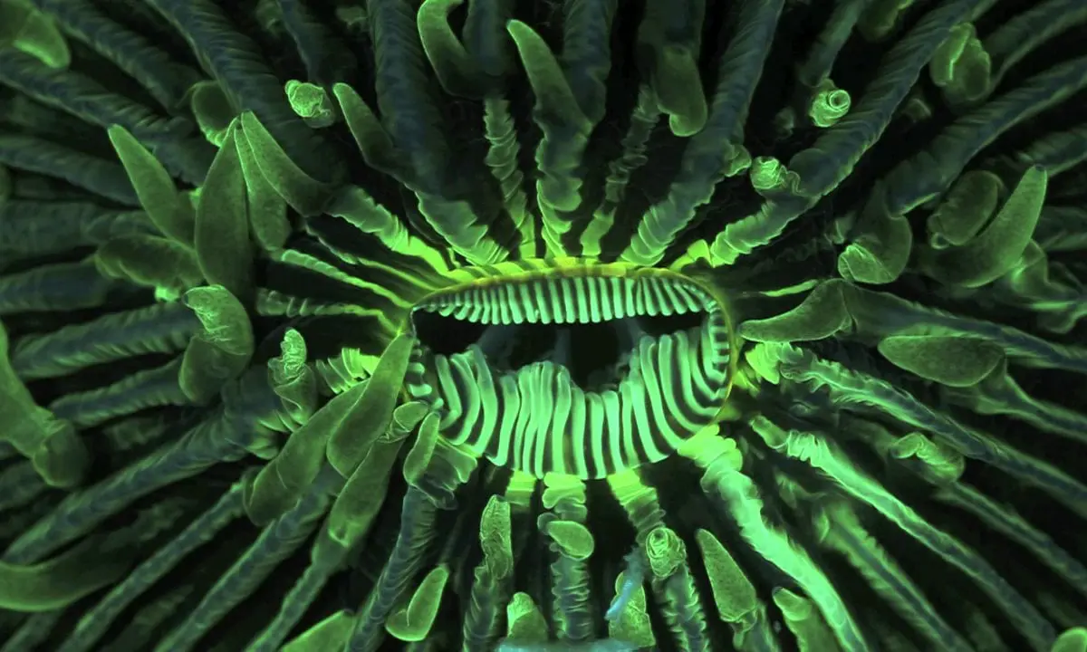 animal collective’s “tangerine reef”: a q&a with ursula heise