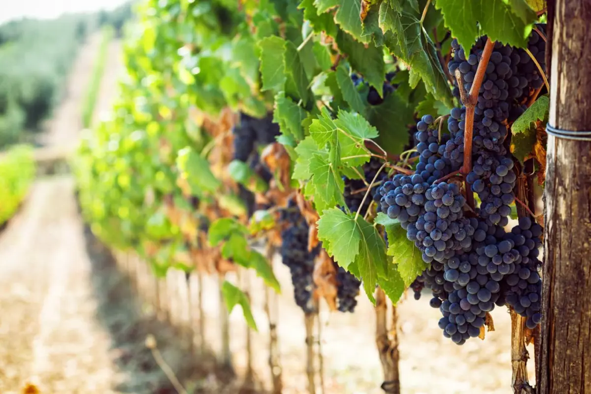 solving the ‘green wine puzzle’ (video)
