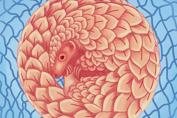 pangolin trafficking project researchers voice concerns about pangolin awareness