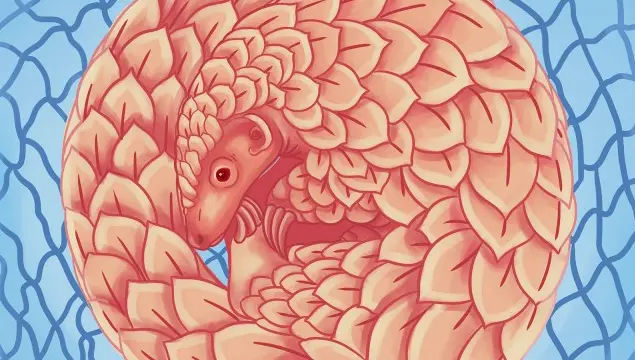 pangolin trafficking project researchers voice concerns about pangolin awareness