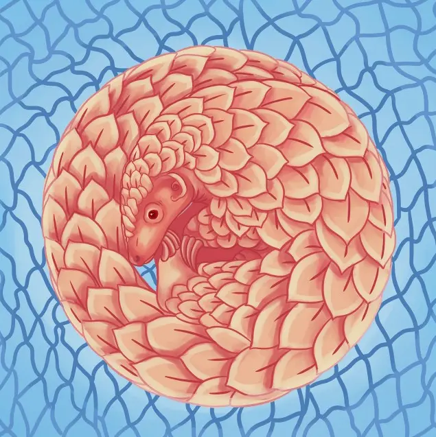 pangolin trafficking project researchers voice concerns about pangolin awareness