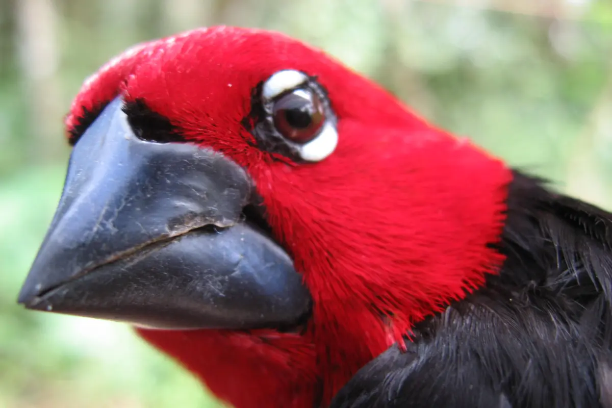 after 31 years, a strange bird brings ucla professor’s career full circle
