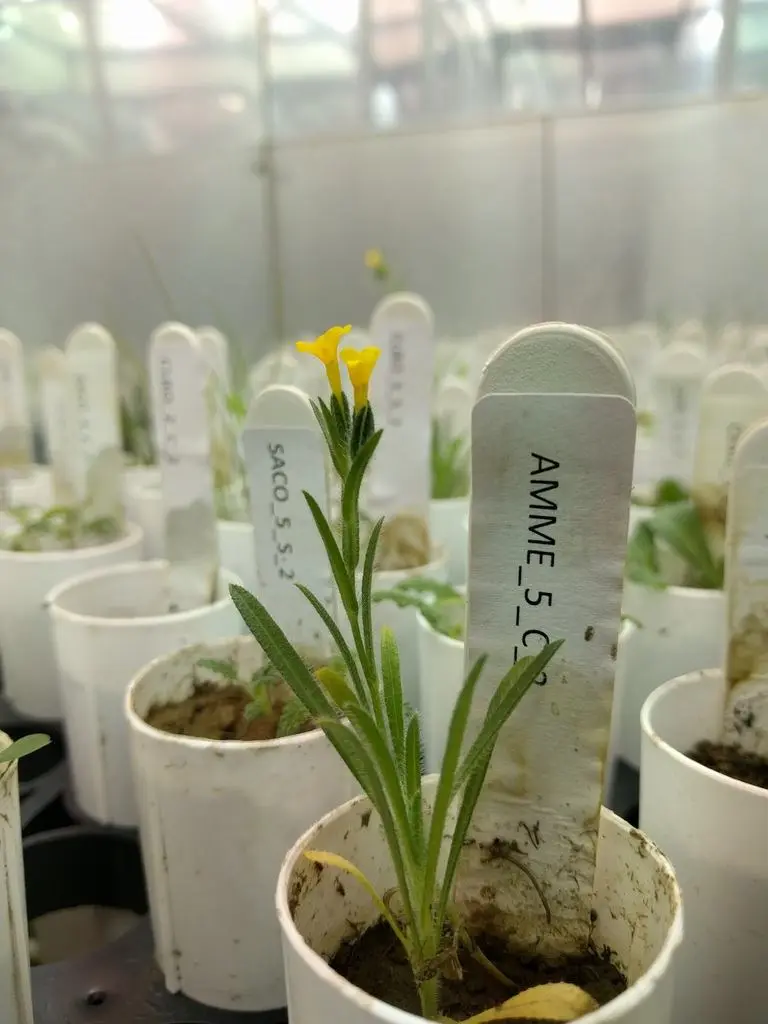 quantifying the effects of soil microbes on california annual plant community dynamics