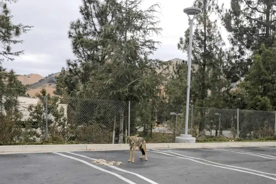 assessment of helminth biodiversity in los angeles county coyotes through fecal meta-barcoding