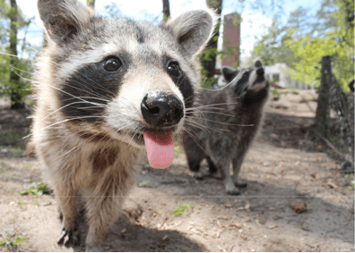 intestinal pathogen surveillance in los angeles region mammals