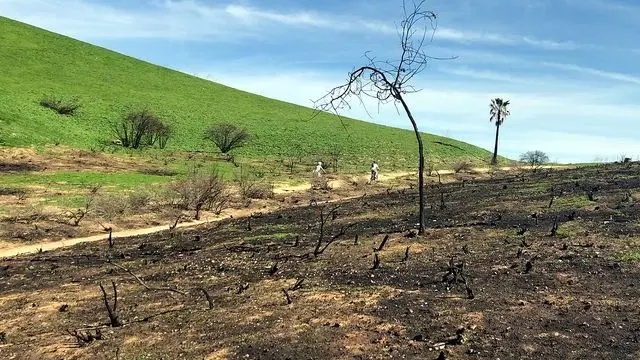 ucla researchers studying how the woolsey fire affects plant and animal recovery