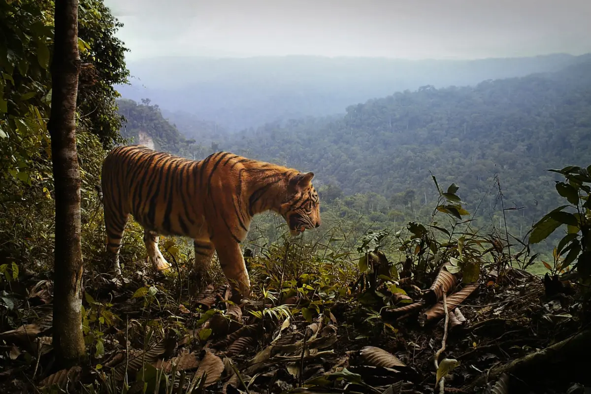 from tigers to trees – ctr seminar with matthew scott luskin