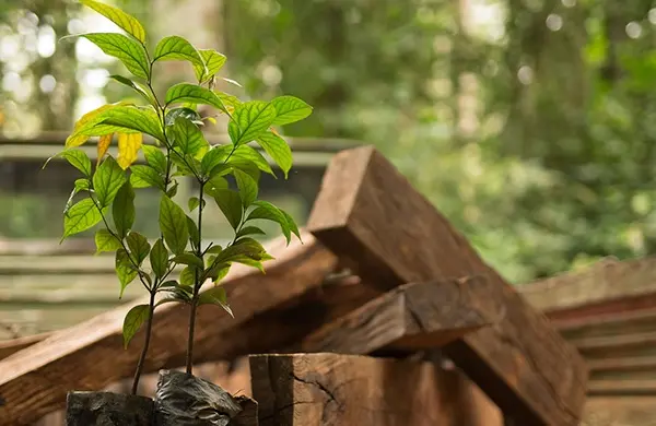 sustainable ebony production in the congo basin