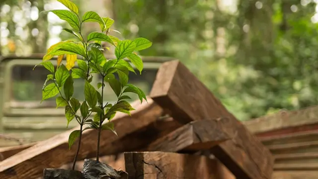 sustainable ebony production in the congo basin