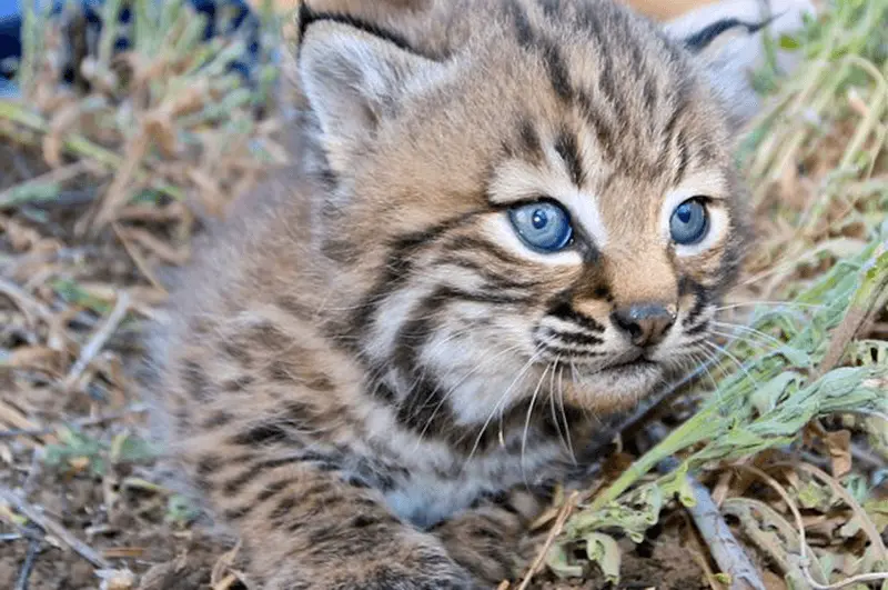 robert wayne in the daily bruin: 2 studies link household rat poison to changes in l.a. bobcats’ immune system and genetics