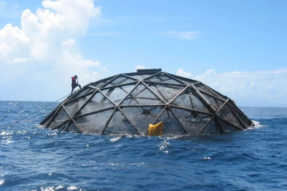 will ocean seafood farming sink or swim? ucla study evaluates its potential