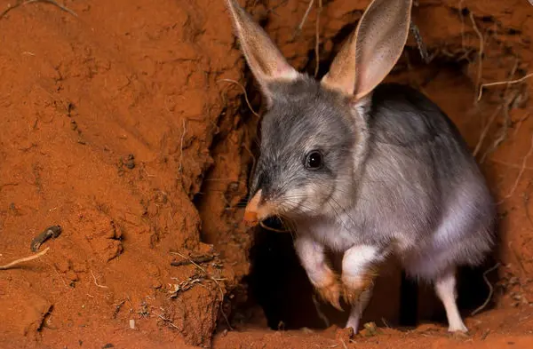 dan blumstein in science: fear the cats! bold project teaches endangered australian animals to avoid deadly predator