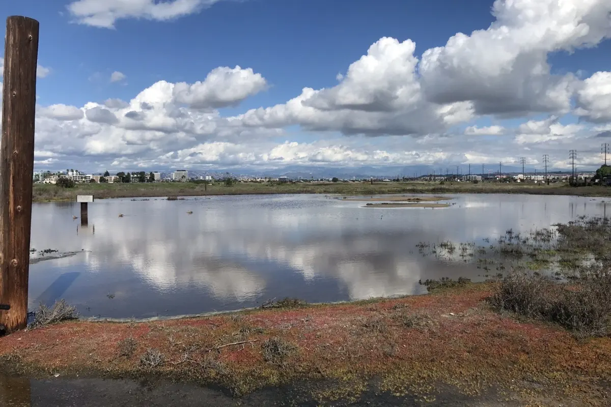 restoration clash over ballona wetlands shows importance of nature in urban areas