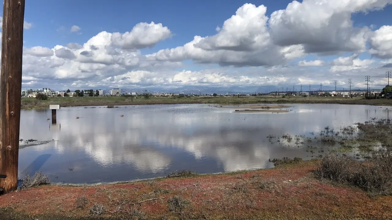 restoration clash over ballona wetlands shows importance of nature in urban areas