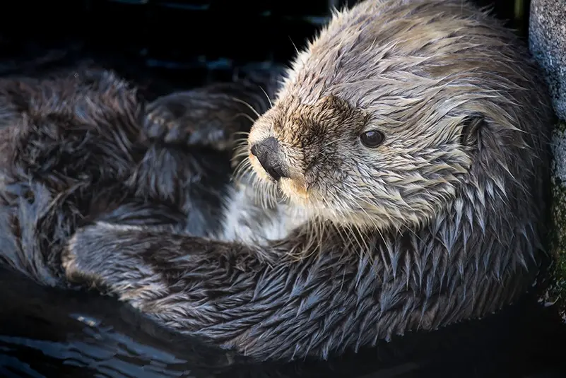 robert wayne in ucla newsroom: sea otters have low genetic diversity like endangered species, biologists report