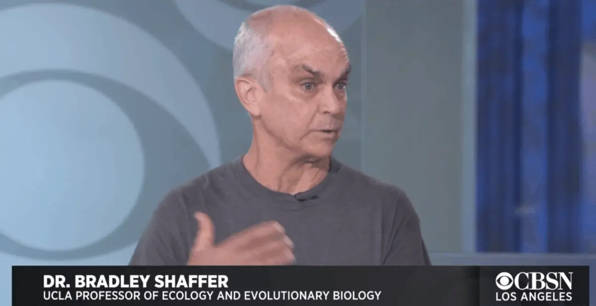 ucla’s brad shaffer on cbs news los angeles