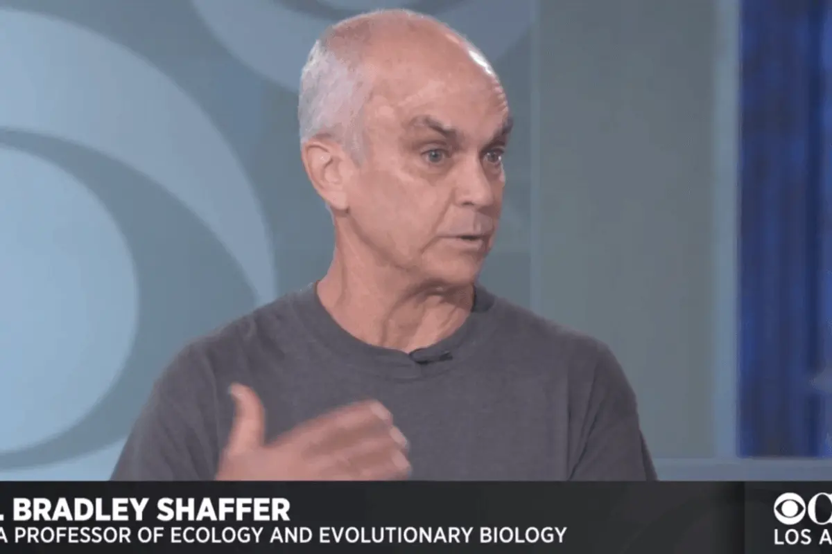 ucla’s brad shaffer on cbs news los angeles