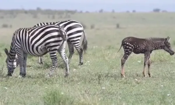 rare polka-dotted zebra foal photographed in kenya