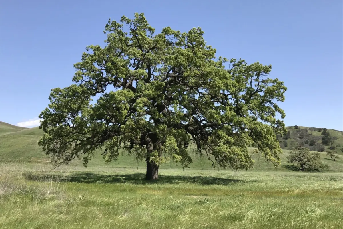 one of california’s iconic tree species offers lessons for conservation