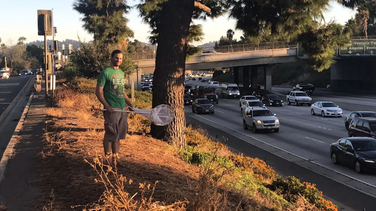 biodiversity of native species in los angeles