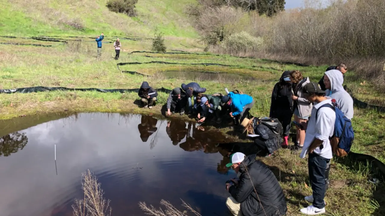 managing pond hydroperiod to reverse invasive tiger salamander introgression