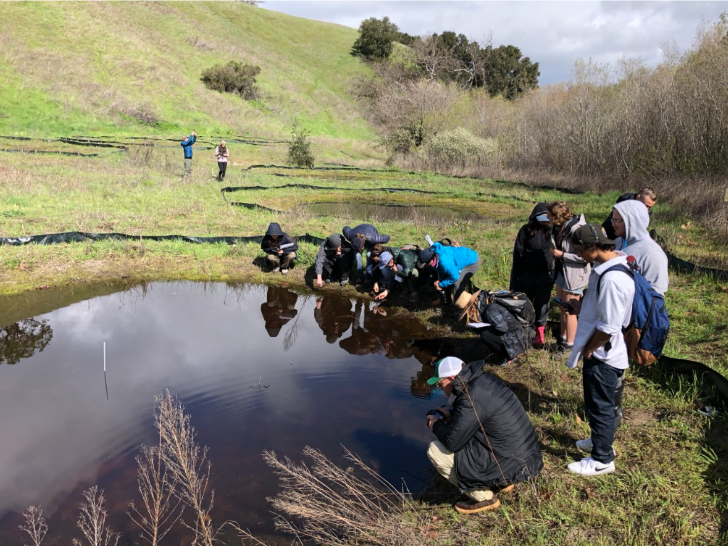 managing pond hydroperiod to reverse invasive tiger salamander introgression