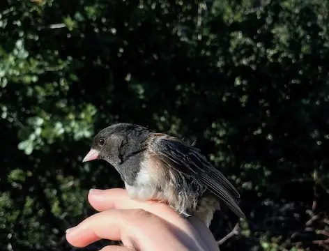 effects of urbanization on the diet, gut microbiome and prevalence of antibiotic resistance in the dark-eyed junco (junco hyemalis)