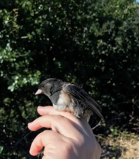 effects of urbanization on the diet, gut microbiome and prevalence of antibiotic resistance in the dark-eyed junco (junco hyemalis)