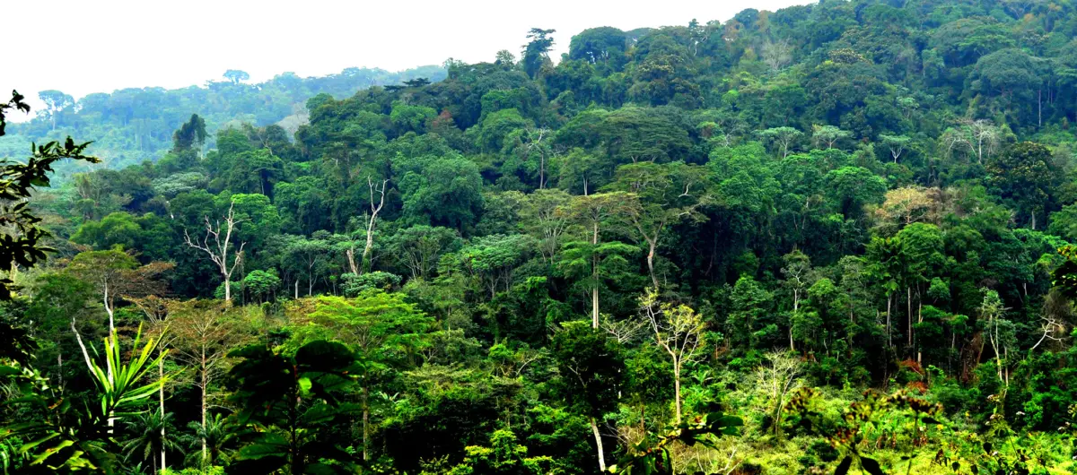 the ebony project and opportunities for expansion to west africa