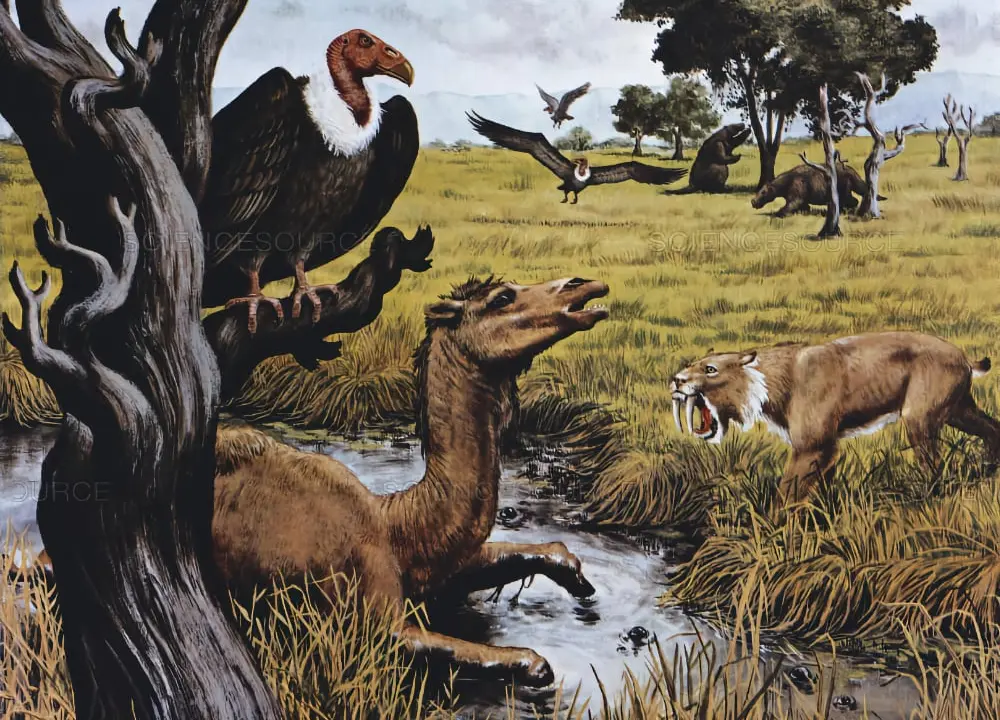 rewilding urban l.a. with conservation paleobiology