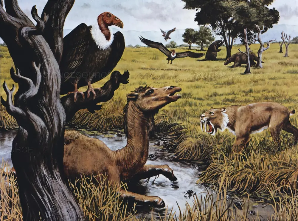 rewilding urban l.a. with conservation paleobiology